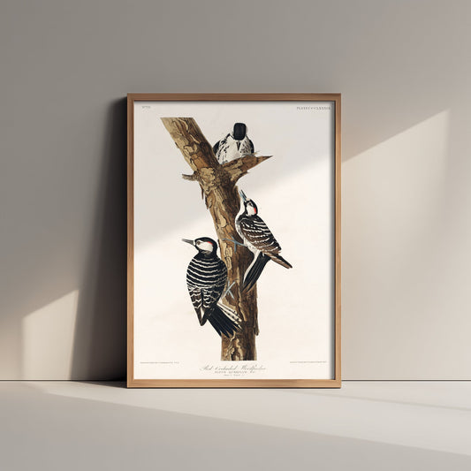 Red-cockaded Woodpecker Art Print - John James Audubon Poster - Birds of America Illustration