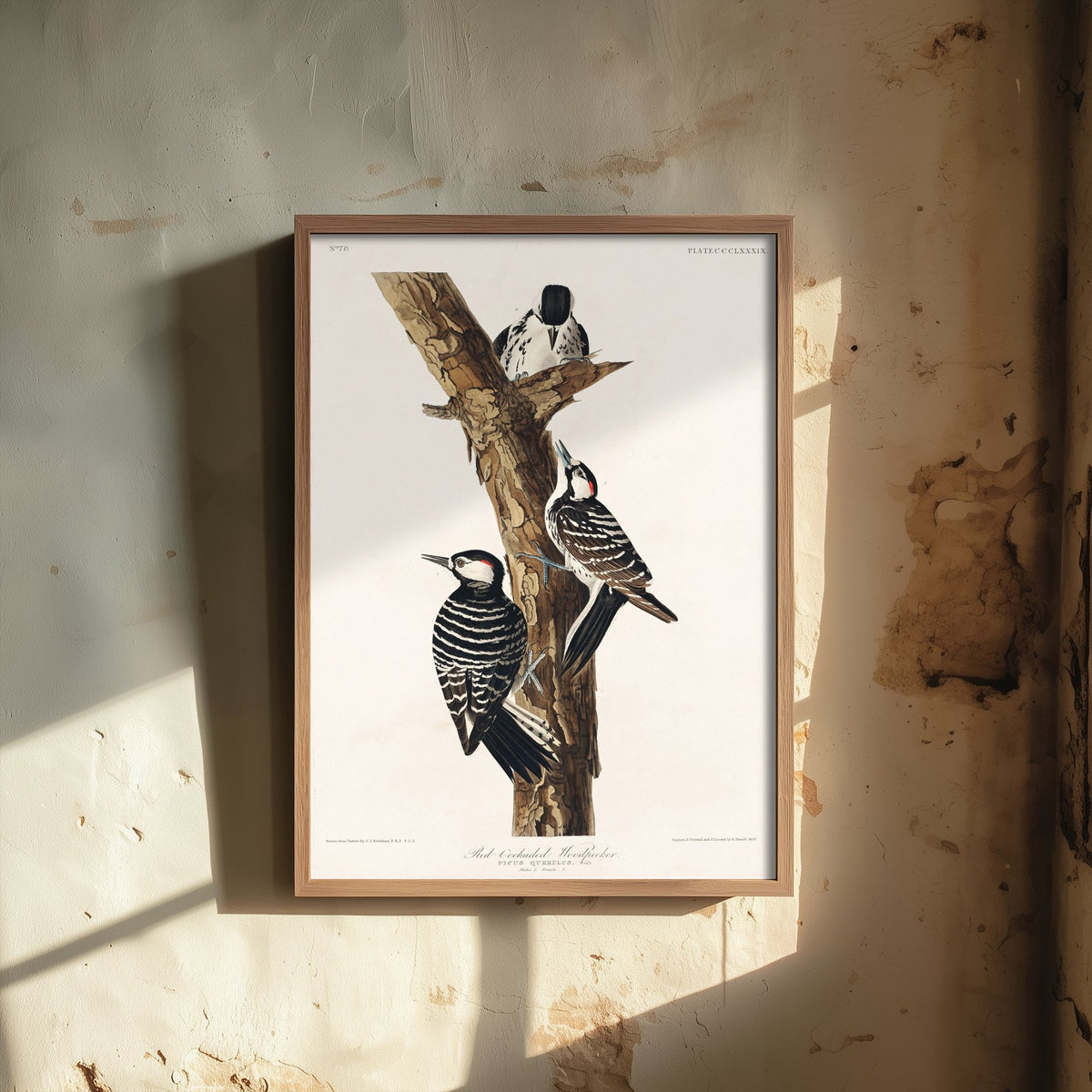 Red-cockaded Woodpecker Art Print - John James Audubon Poster - Birds of America Illustration