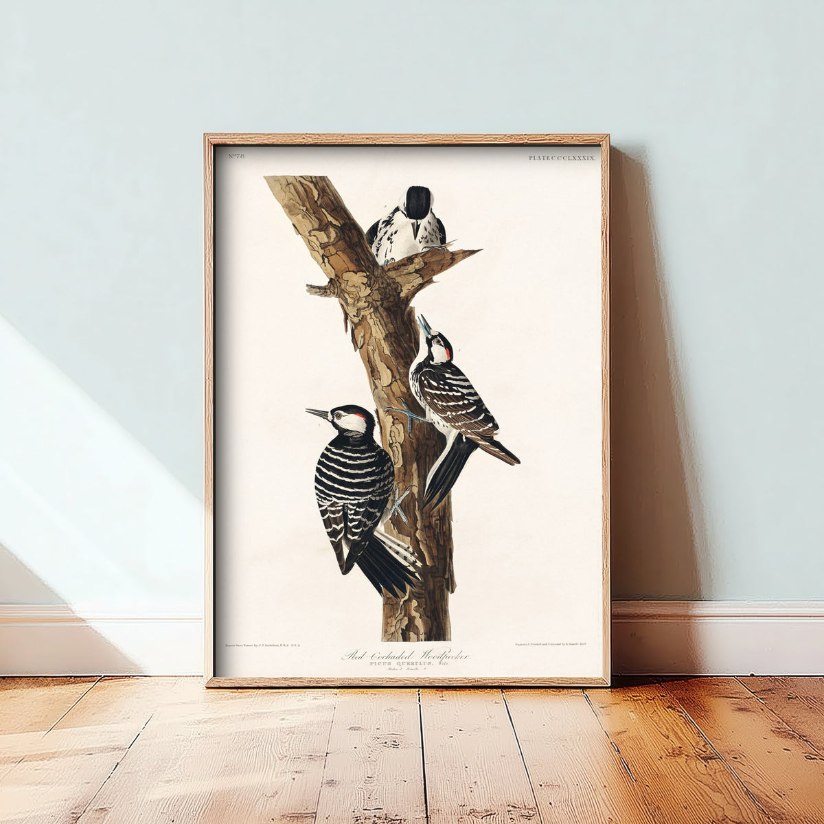 Red-cockaded Woodpecker Art Print - John James Audubon Poster - Birds of America Illustration