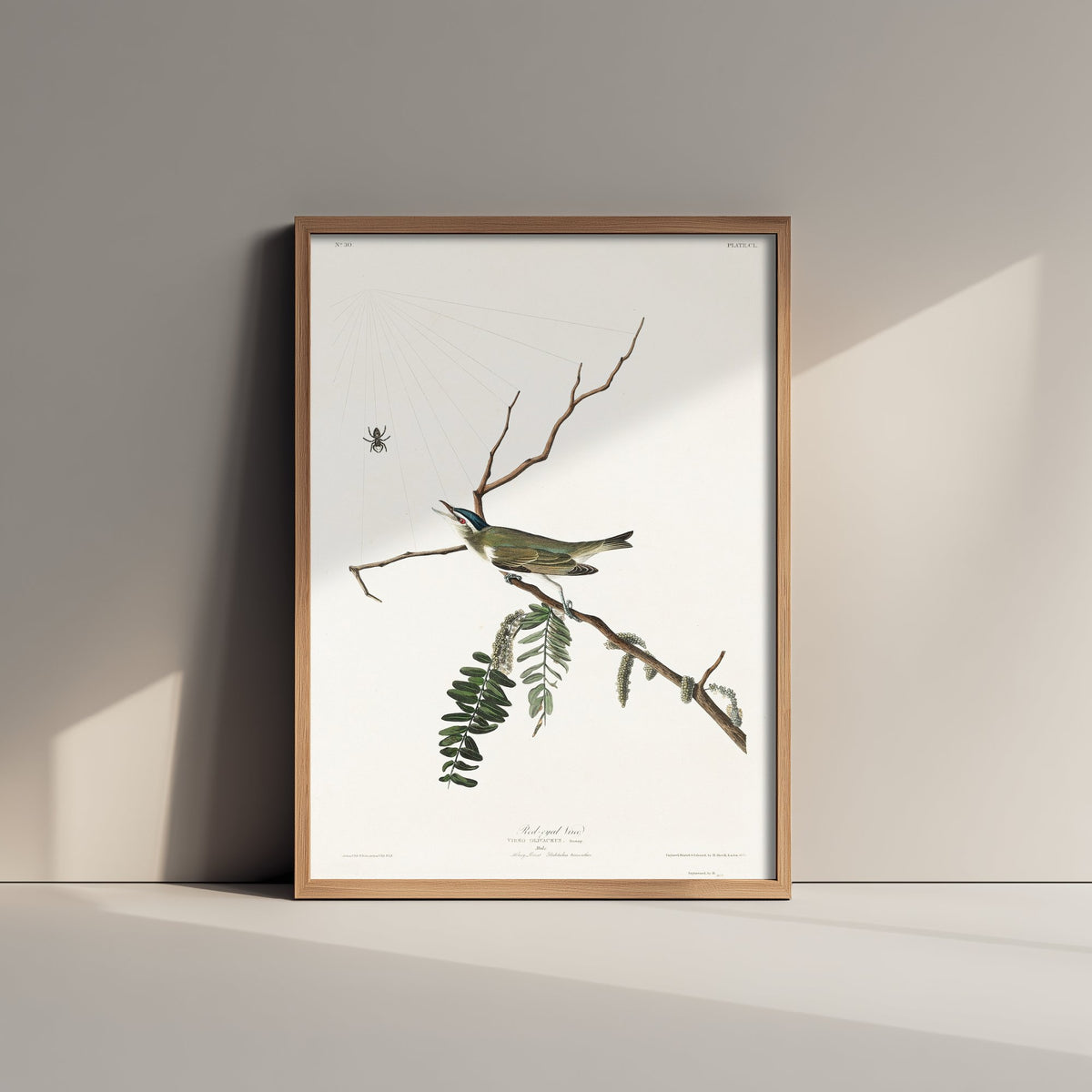 Red-eyed Vireo Art Print - John James Audubon Poster - Birds of America Vintage Illustration