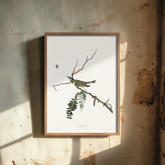 Red-eyed Vireo Art Print - John James Audubon Poster - Birds of America Vintage Illustration