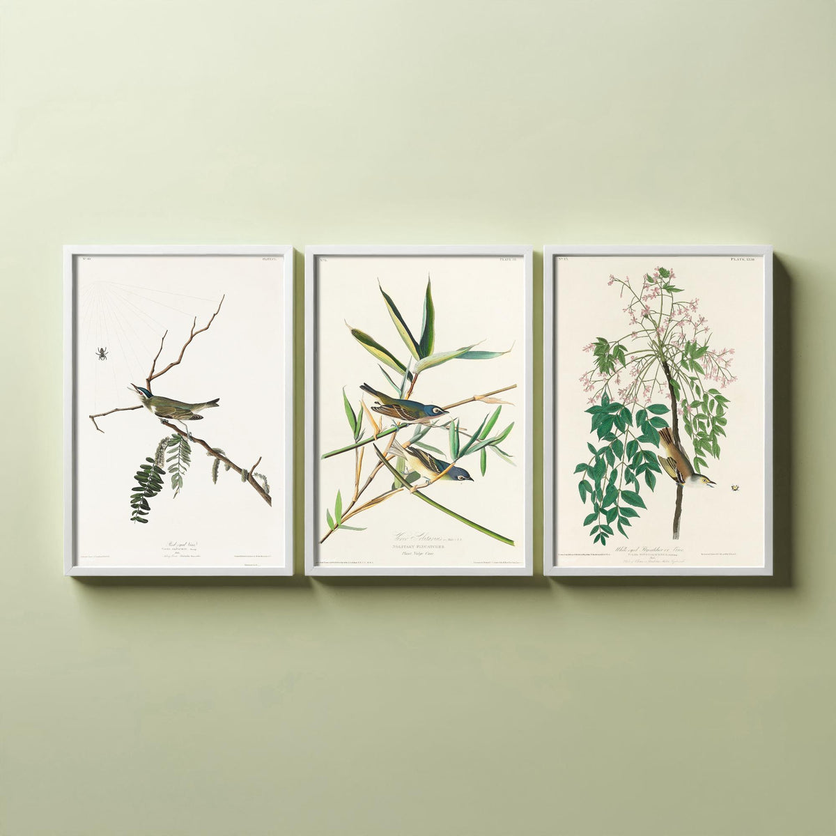 Set of Three John James Audubon Prints - Red-eyed Vireo Solitary Vireo White-eyed Vireo - 3 Bird Paintings Poster Wall Art Gift