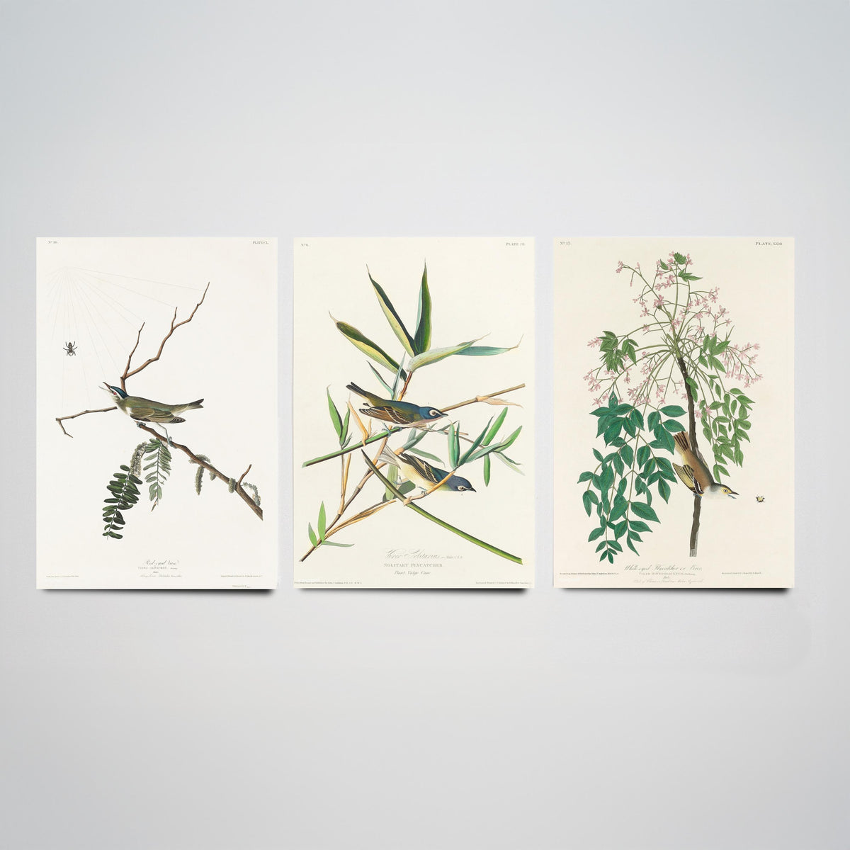 Set of Three John James Audubon Prints - Red-eyed Vireo Solitary Vireo White-eyed Vireo - 3 Bird Paintings Poster Wall Art Gift