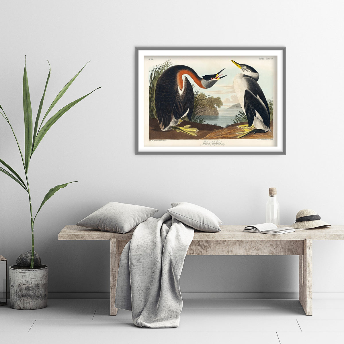 Red-necked Grebe Art Print - John James Audubon Poster - Birds of America Vintage Illustration