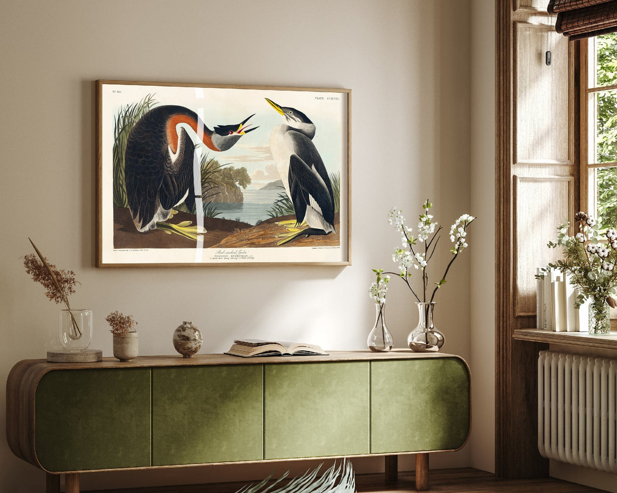 Red-necked Grebe Art Print - John James Audubon Poster - Birds of America Vintage Illustration