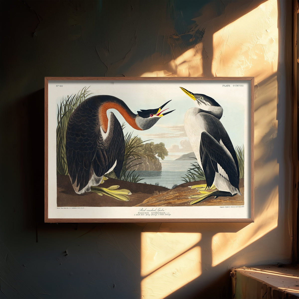 Red-necked Grebe Art Print - John James Audubon Poster - Birds of America Vintage Illustration