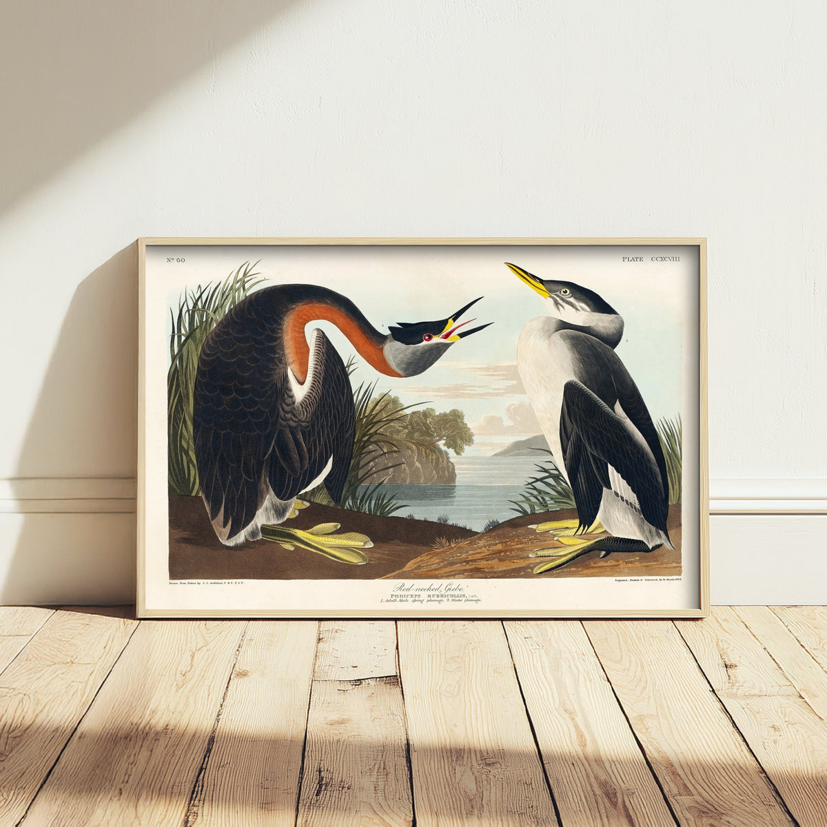 Red-necked Grebe Art Print - John James Audubon Poster - Birds of America Vintage Illustration