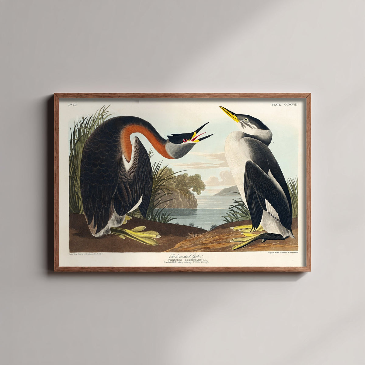Red-necked Grebe Art Print - John James Audubon Poster - Birds of America Vintage Illustration