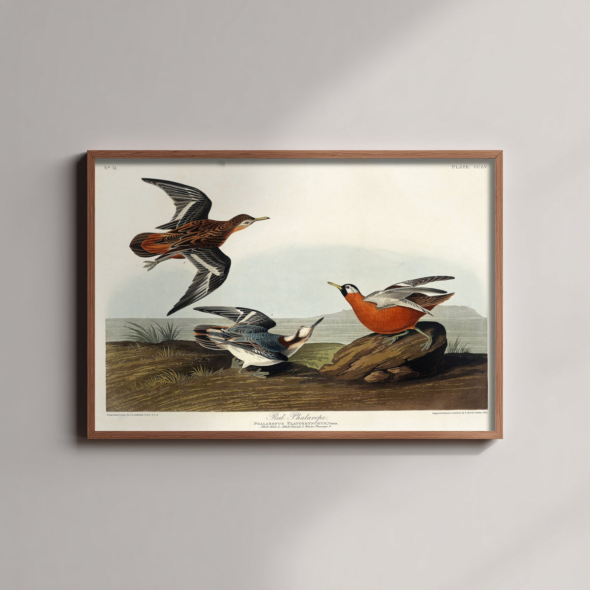 Red Phalarope Art Print - John James Audubon Poster - Birds of America Vintage Illustration