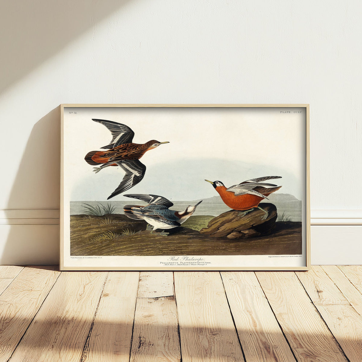 Red Phalarope Art Print - John James Audubon Poster - Birds of America Vintage Illustration