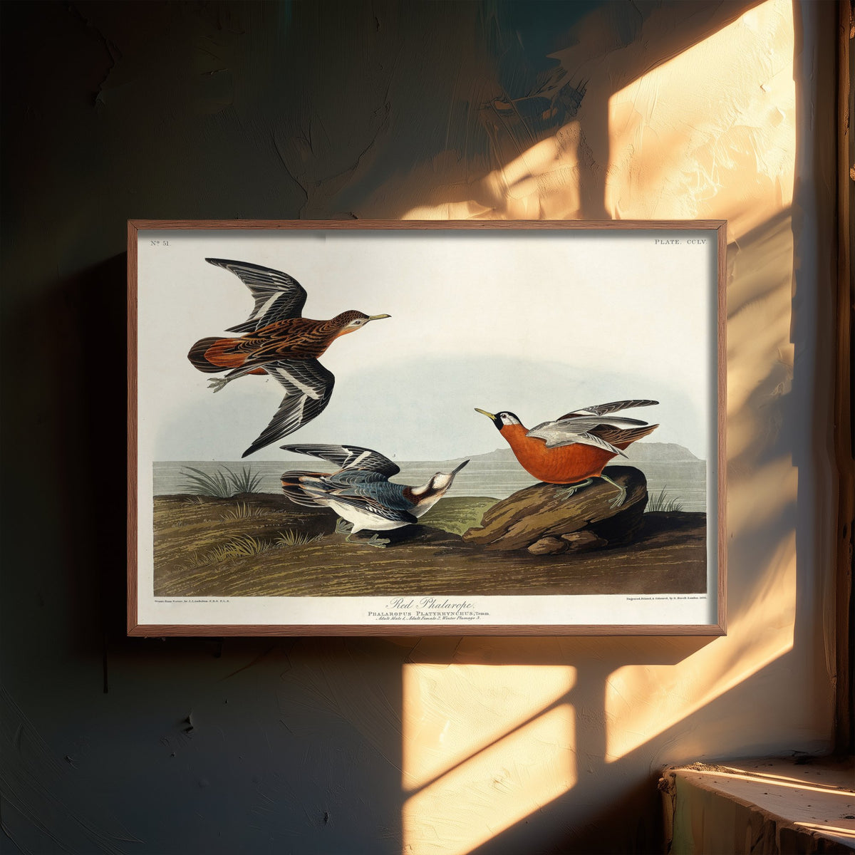 Red Phalarope Art Print - John James Audubon Poster - Birds of America Vintage Illustration