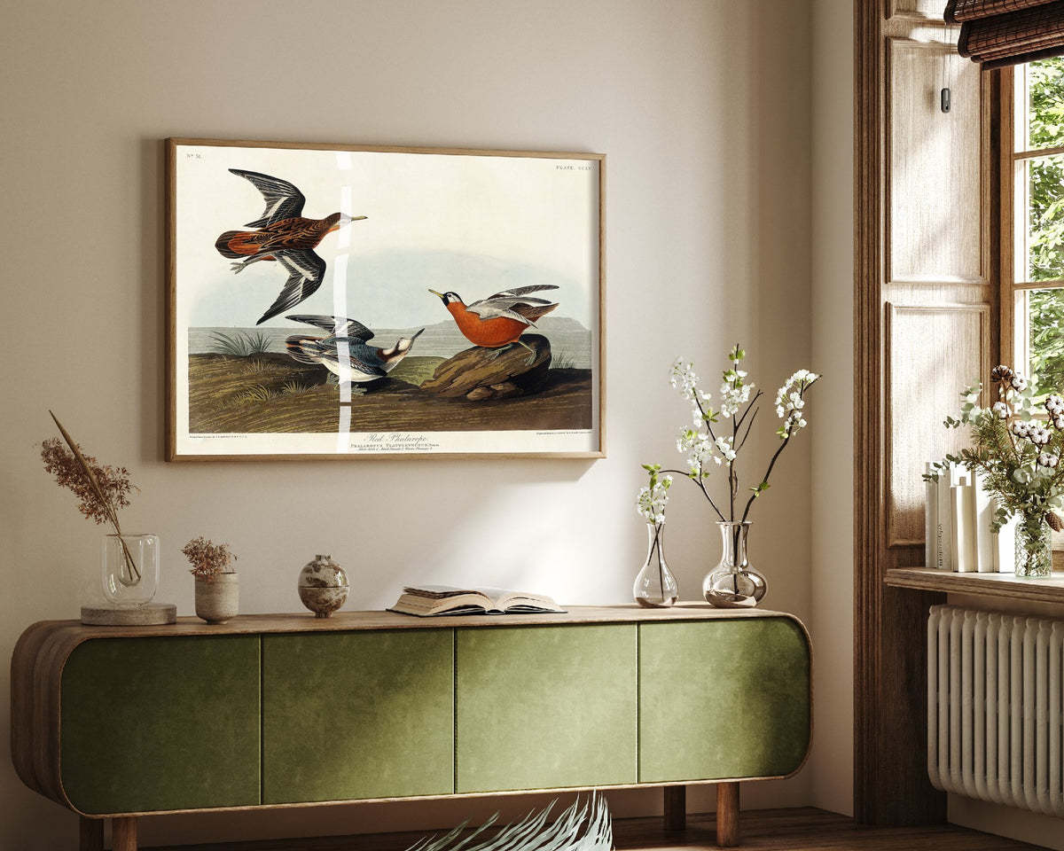 Red Phalarope Art Print - John James Audubon Poster - Birds of America Vintage Illustration