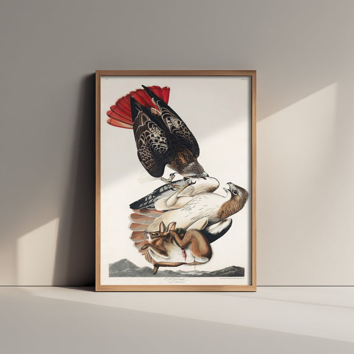 Red-tailed Hawk Art Print - John James Audubon Poster - Birds of America Vintage Illustration