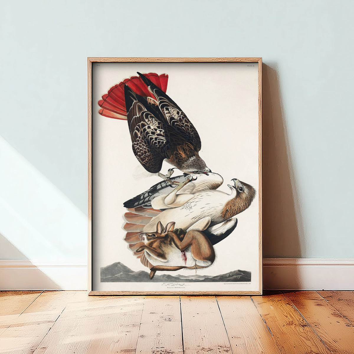 Red-tailed Hawk Art Print - John James Audubon Poster - Birds of America Vintage Illustration