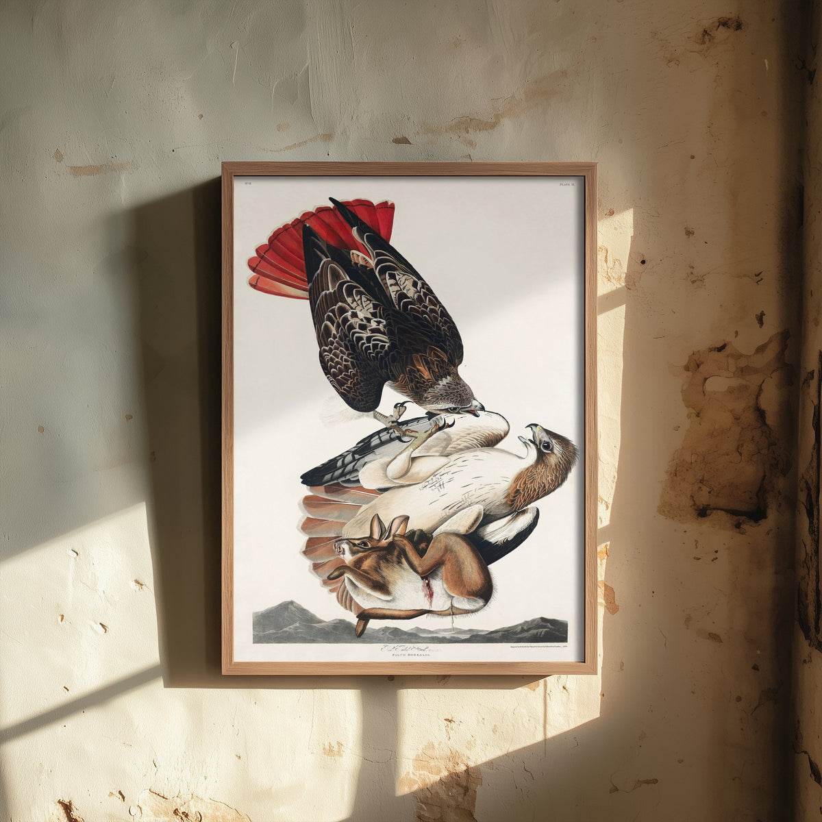Red-tailed Hawk Art Print - John James Audubon Poster - Birds of America Vintage Illustration