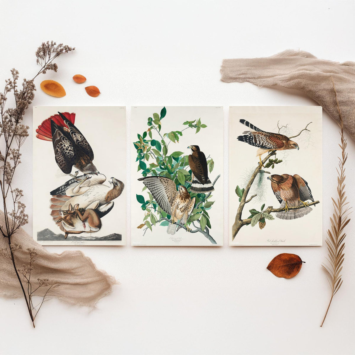Set of Three John James Audubon Prints - Red-tailed Hawk Broad-winged Hawk Red-shouldered Hawk - 3 Bird Paintings Poster Wall Art Gift