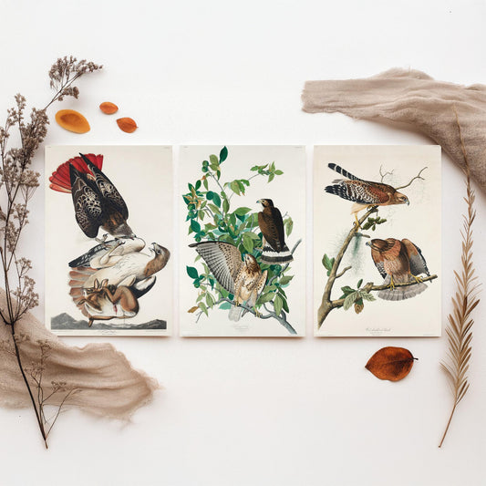 Set of Three John James Audubon Prints - Red-tailed Hawk Broad-winged Hawk Red-shouldered Hawk - 3 Bird Paintings Poster Wall Art Gift