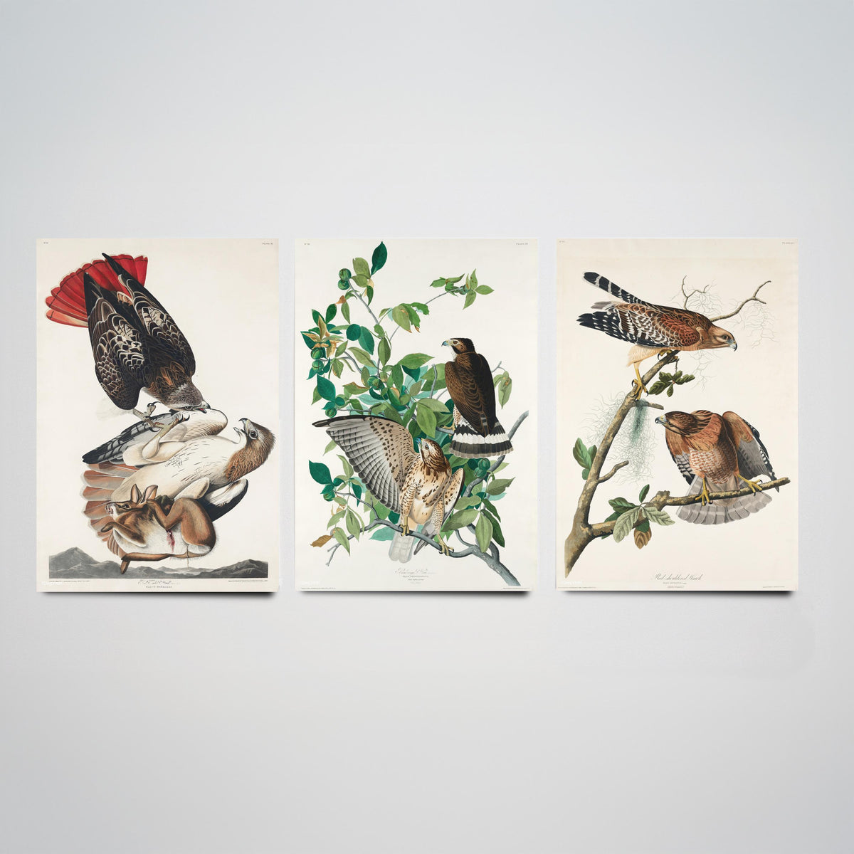 Set of Three John James Audubon Prints - Red-tailed Hawk Broad-winged Hawk Red-shouldered Hawk - 3 Bird Paintings Poster Wall Art Gift