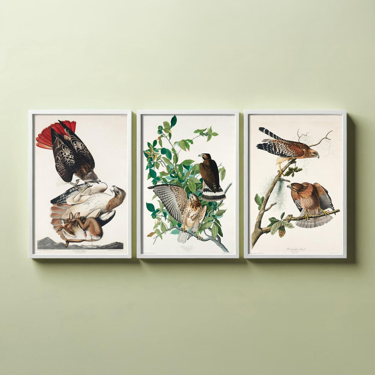 Set of Three John James Audubon Prints - Red-tailed Hawk Broad-winged Hawk Red-shouldered Hawk - 3 Bird Paintings Poster Wall Art Gift