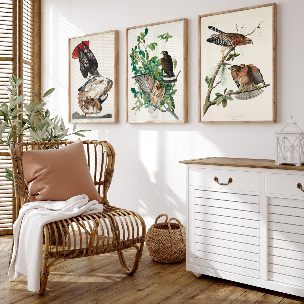 Set of Three John James Audubon Prints - Red-tailed Hawk Broad-winged Hawk Red-shouldered Hawk - 3 Bird Paintings Poster Wall Art Gift
