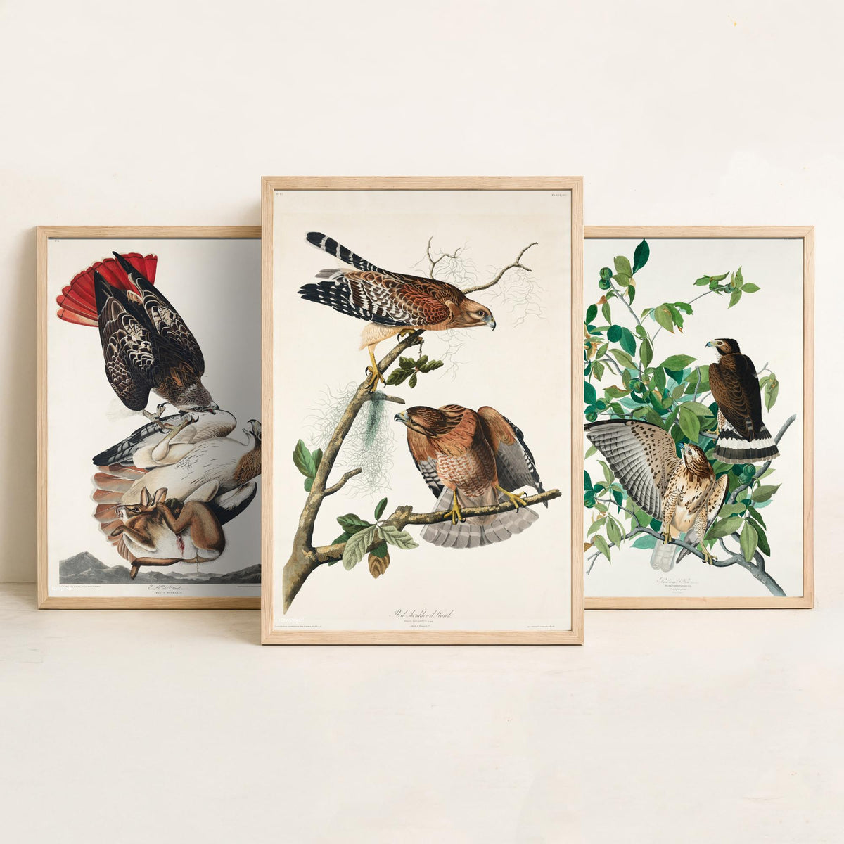 Set of Three John James Audubon Prints - Red-tailed Hawk Broad-winged Hawk Red-shouldered Hawk - 3 Bird Paintings Poster Wall Art Gift