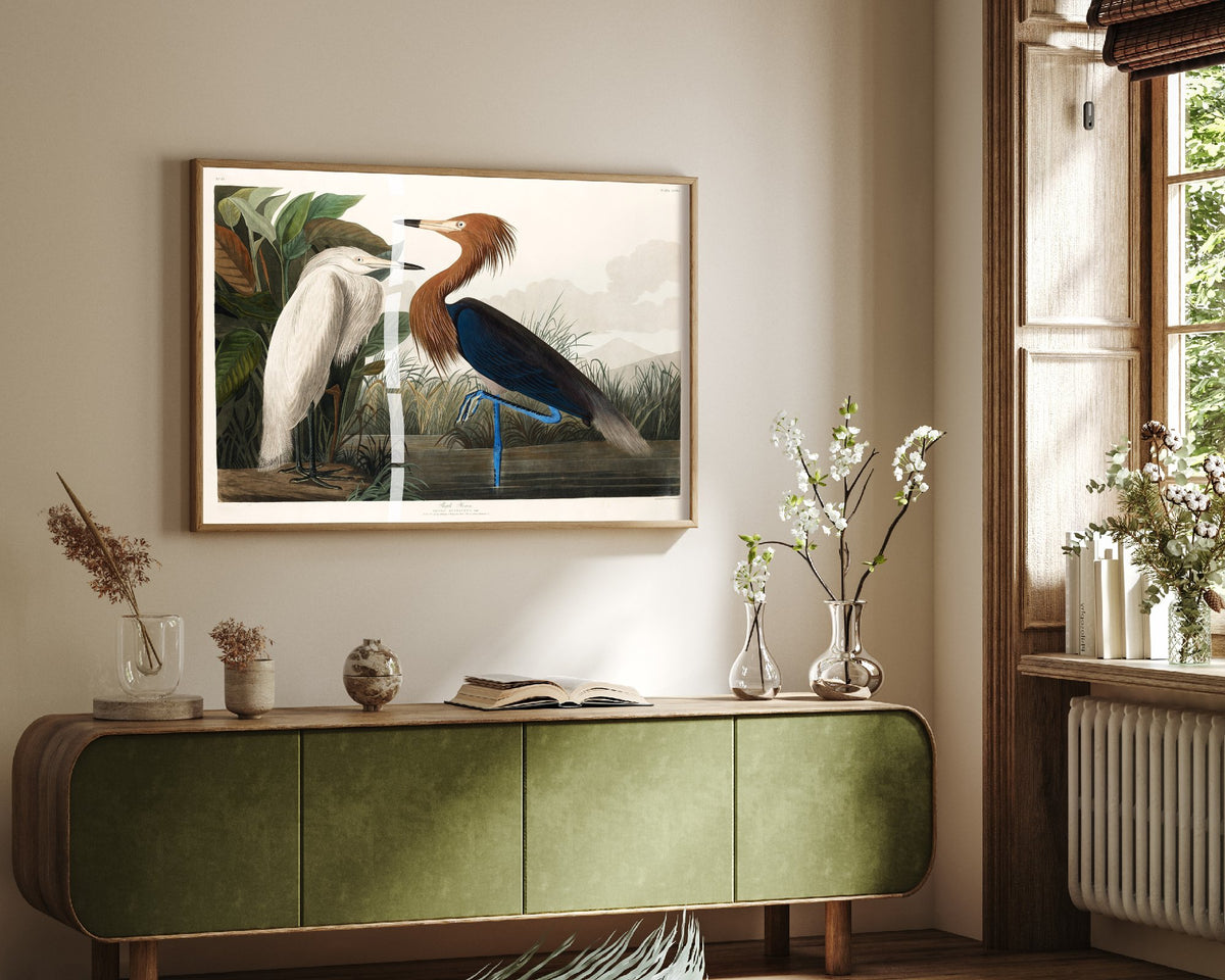 Reddish Egret Art Print - John James Audubon Poster - Birds of America Vintage Illustration