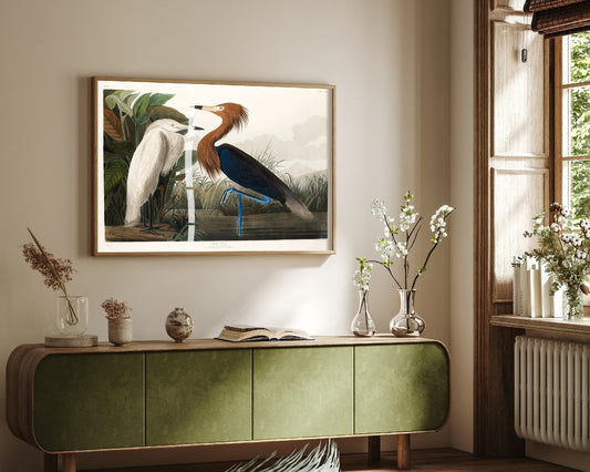 Reddish Egret Art Print - John James Audubon Poster - Birds of America Vintage Illustration
