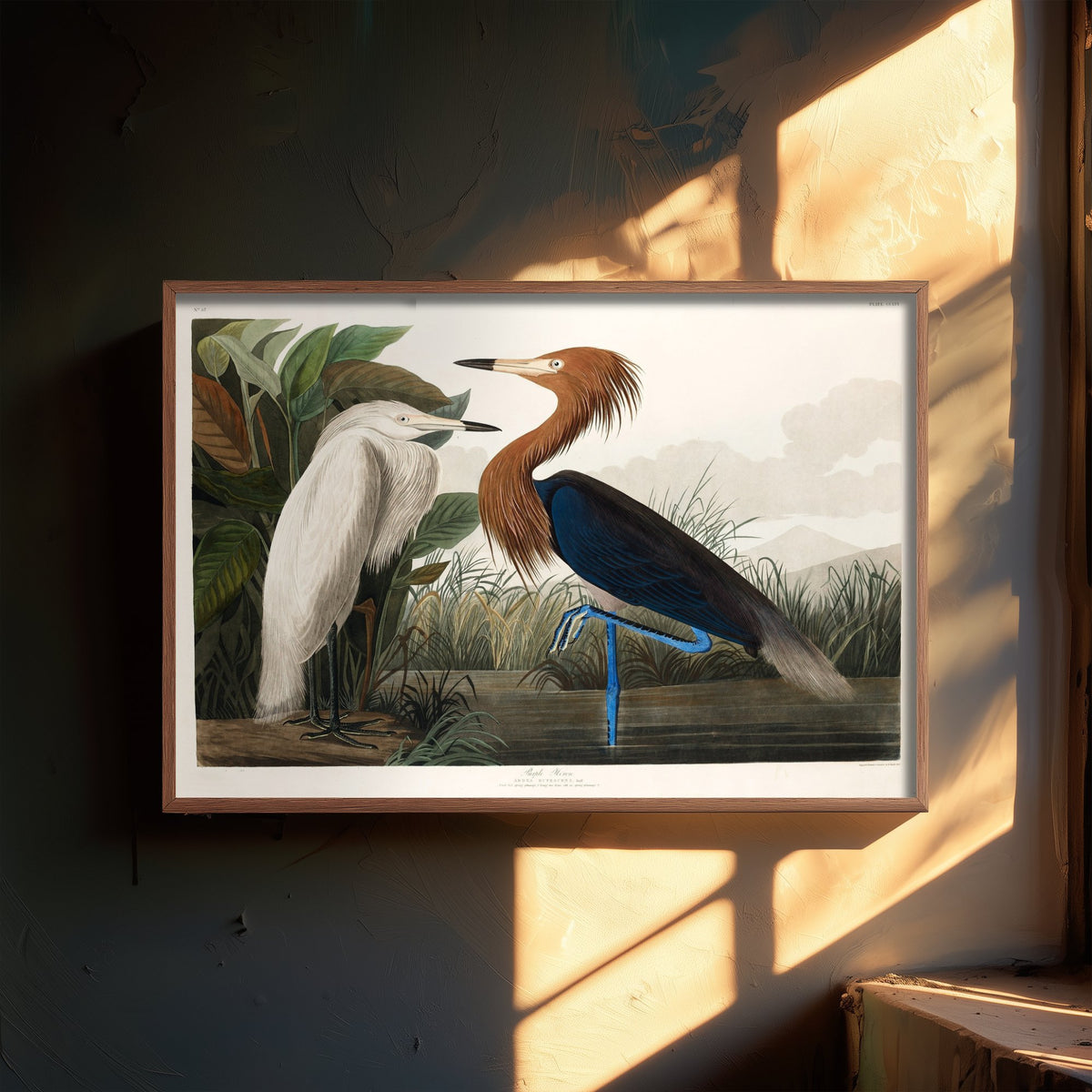 Reddish Egret Art Print - John James Audubon Poster - Birds of America Vintage Illustration