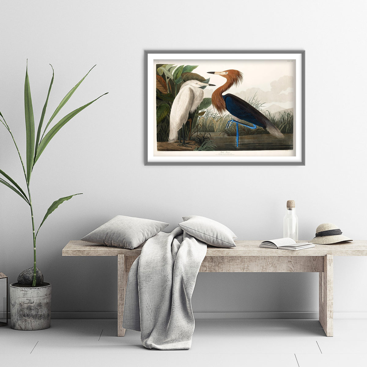 Reddish Egret Art Print - John James Audubon Poster - Birds of America Vintage Illustration