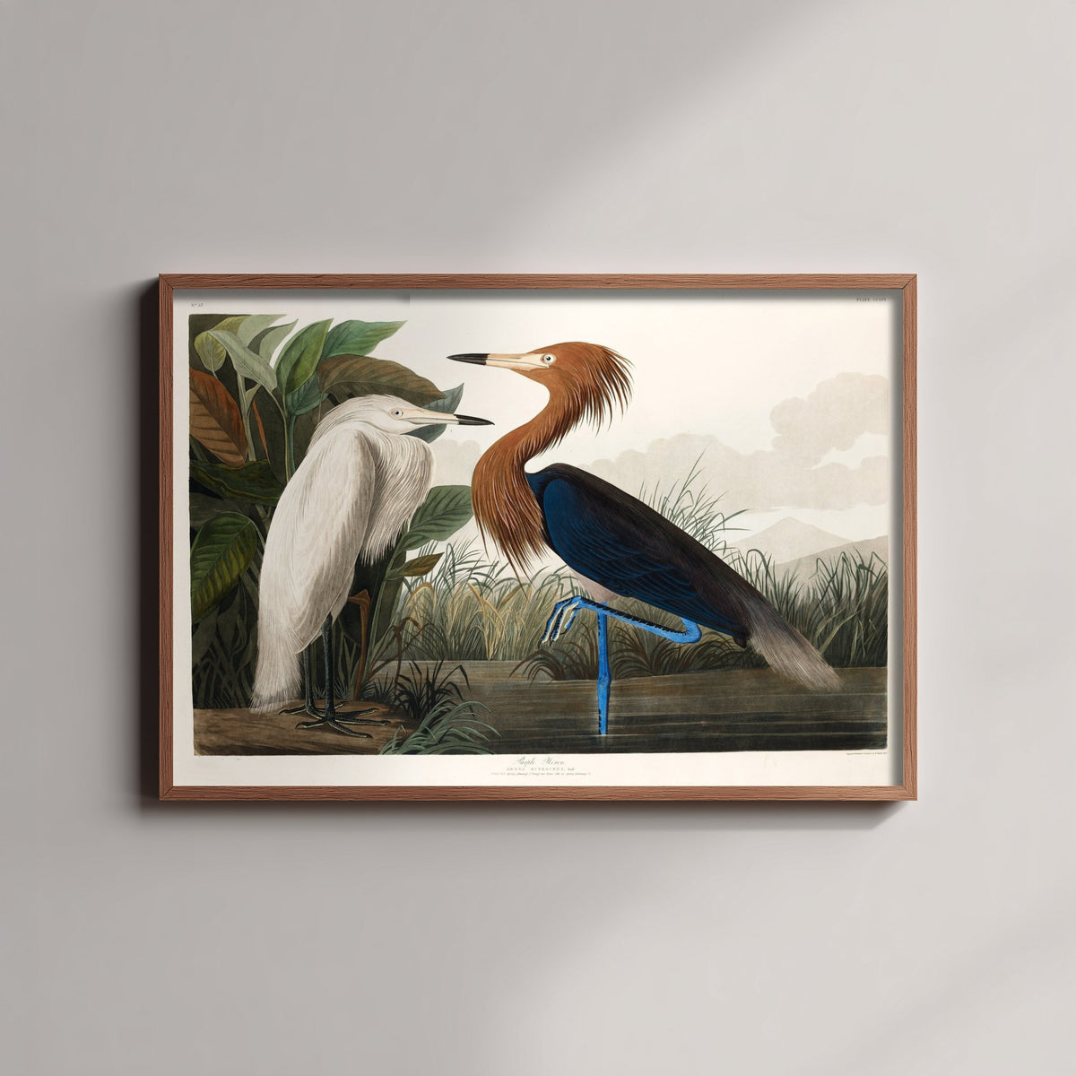 Reddish Egret Art Print - John James Audubon Poster - Birds of America Vintage Illustration