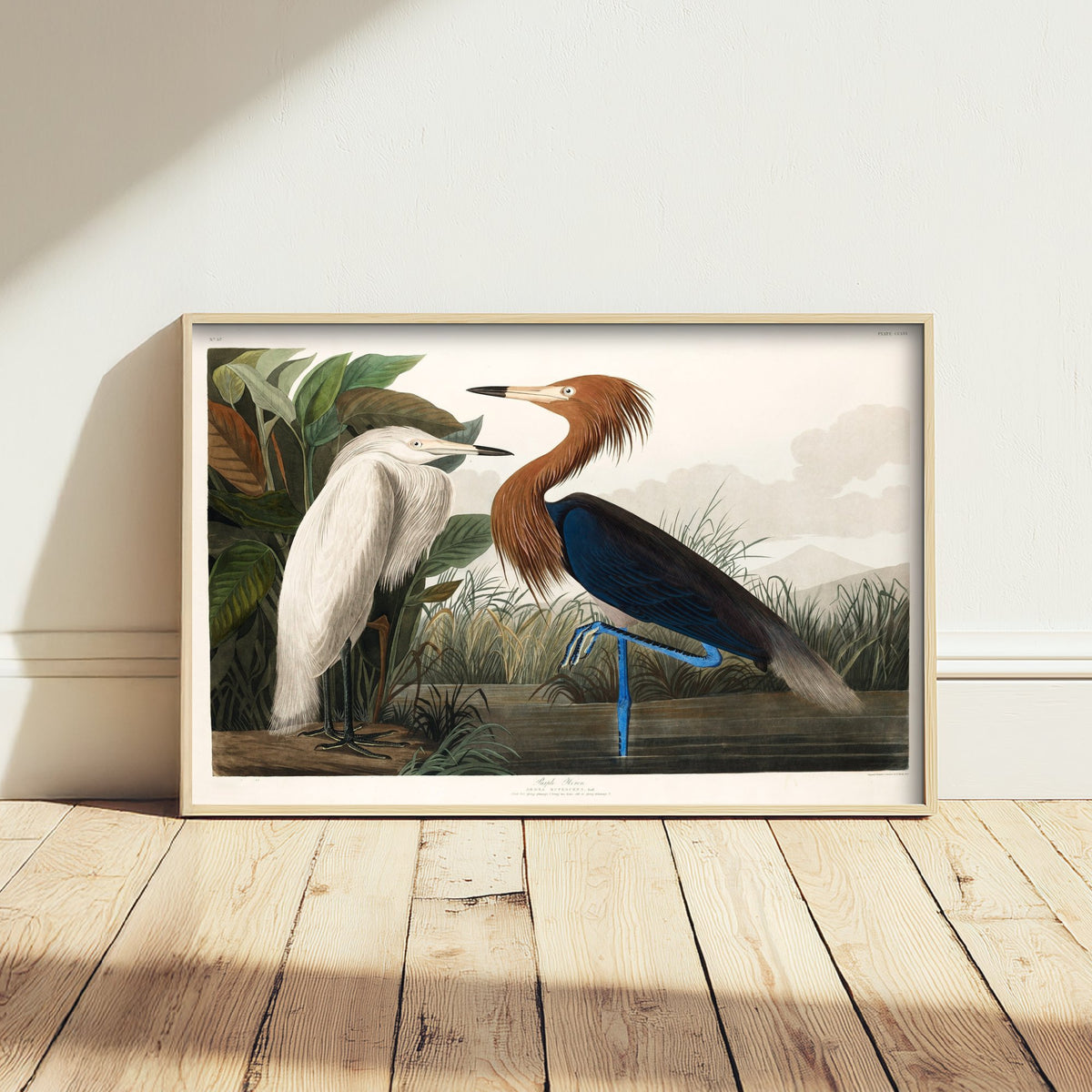 Reddish Egret Art Print - John James Audubon Poster - Birds of America Vintage Illustration