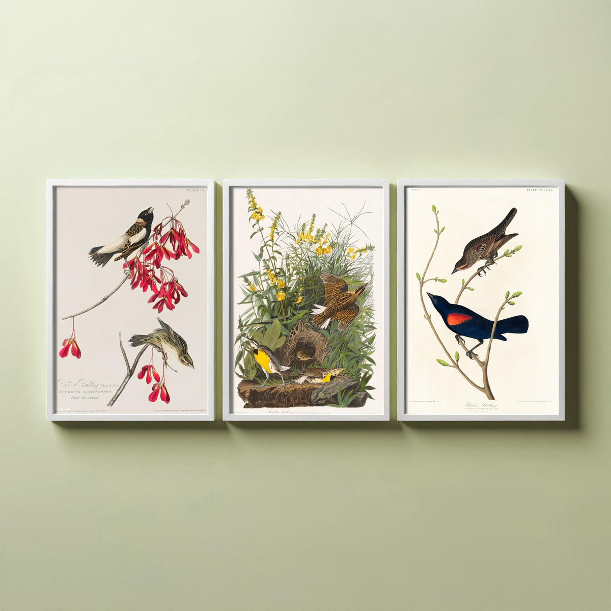 Set of Three John James Audubon Prints - Rice Bird Meadow Lark and Prairie Starling - 3 Bird Paintings Poster Wall Art Gift Vintage