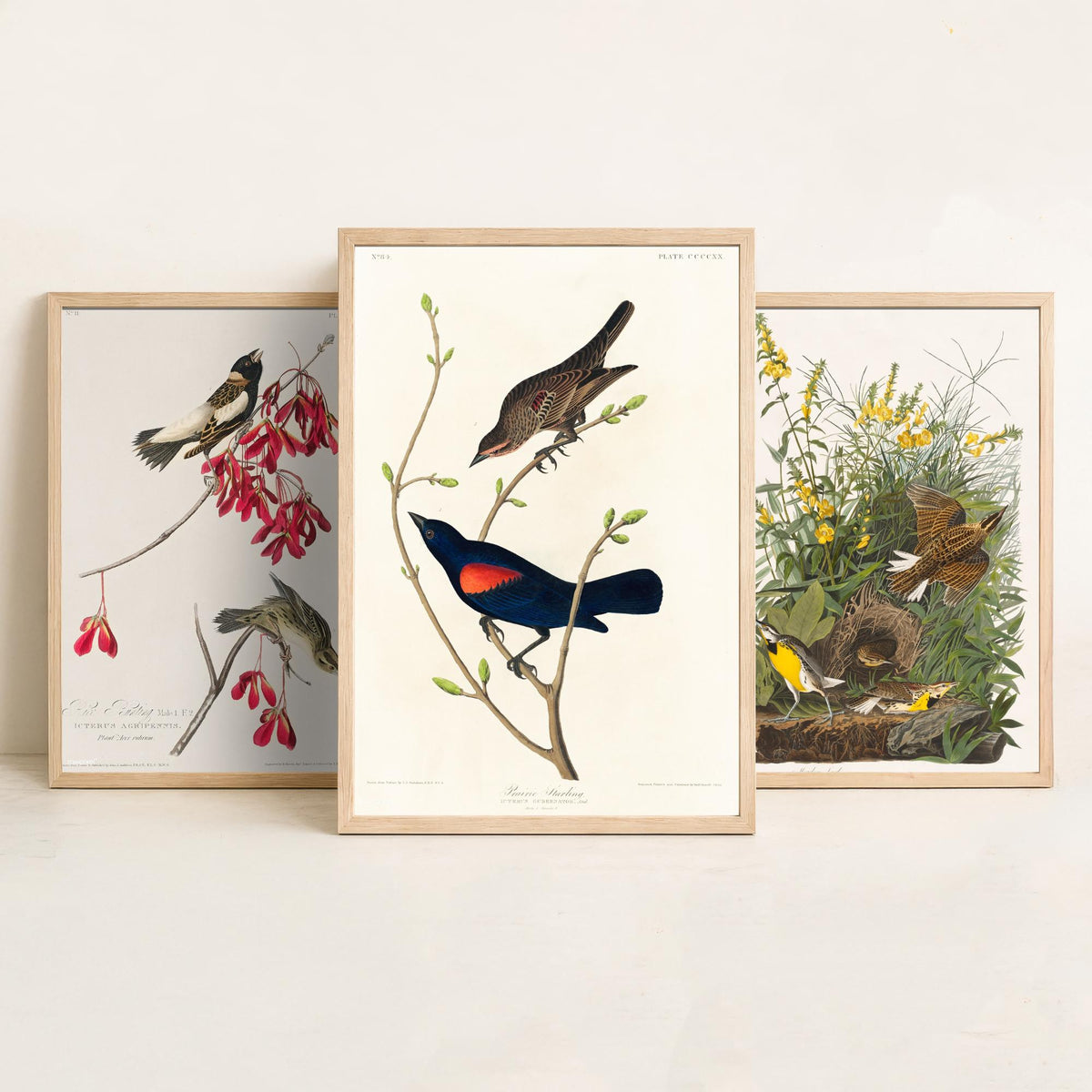Set of Three John James Audubon Prints - Rice Bird Meadow Lark and Prairie Starling - 3 Bird Paintings Poster Wall Art Gift Vintage
