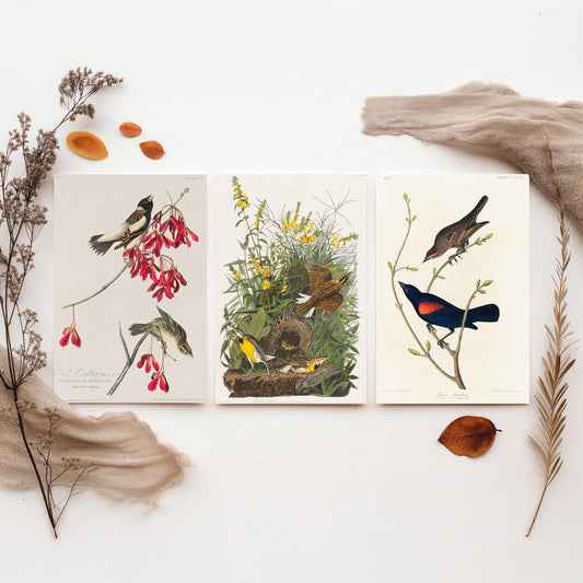 Set of Three John James Audubon Prints - Rice Bird Meadow Lark and Prairie Starling - 3 Bird Paintings Poster Wall Art Gift Vintage