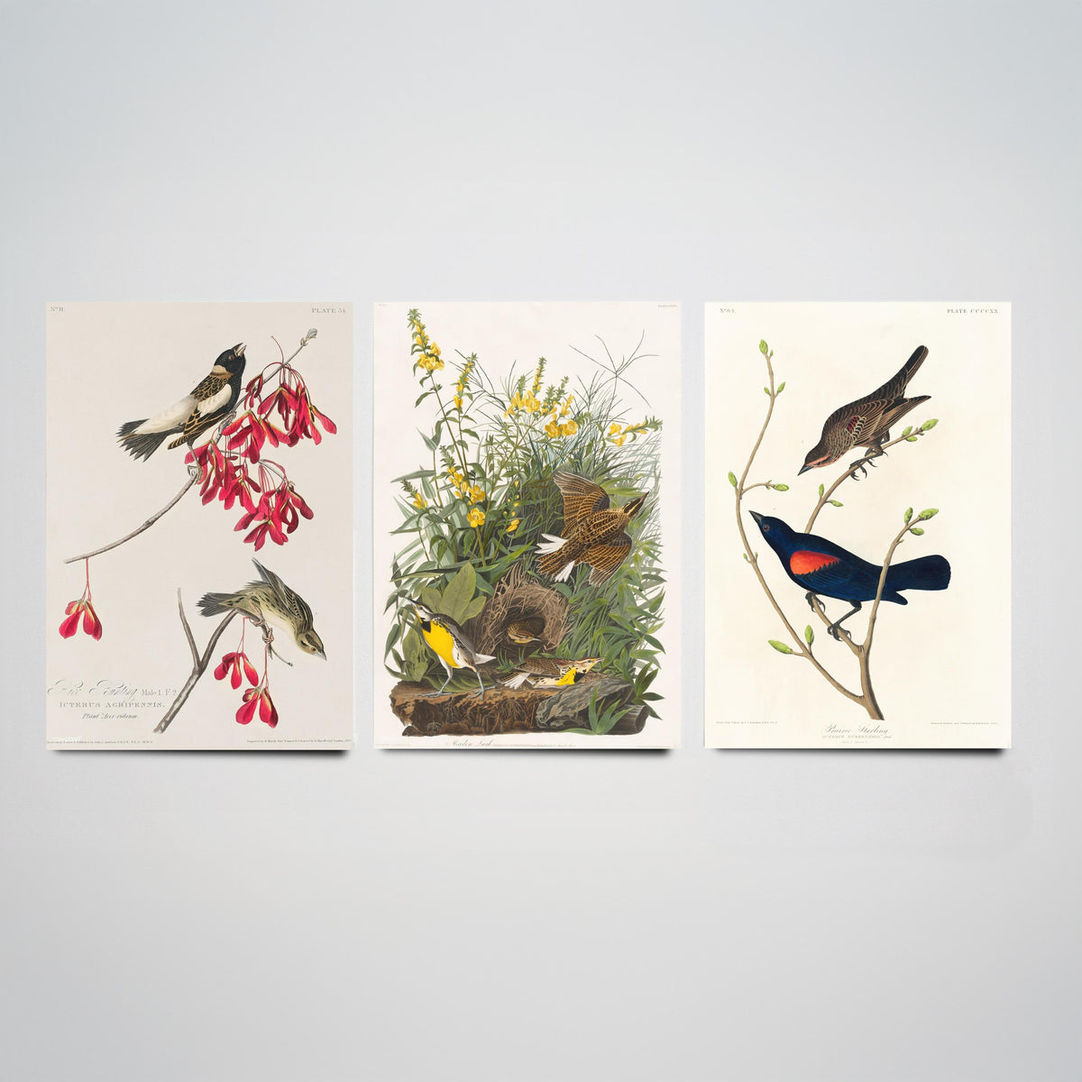 Set of Three John James Audubon Prints - Rice Bird Meadow Lark and Prairie Starling - 3 Bird Paintings Poster Wall Art Gift Vintage