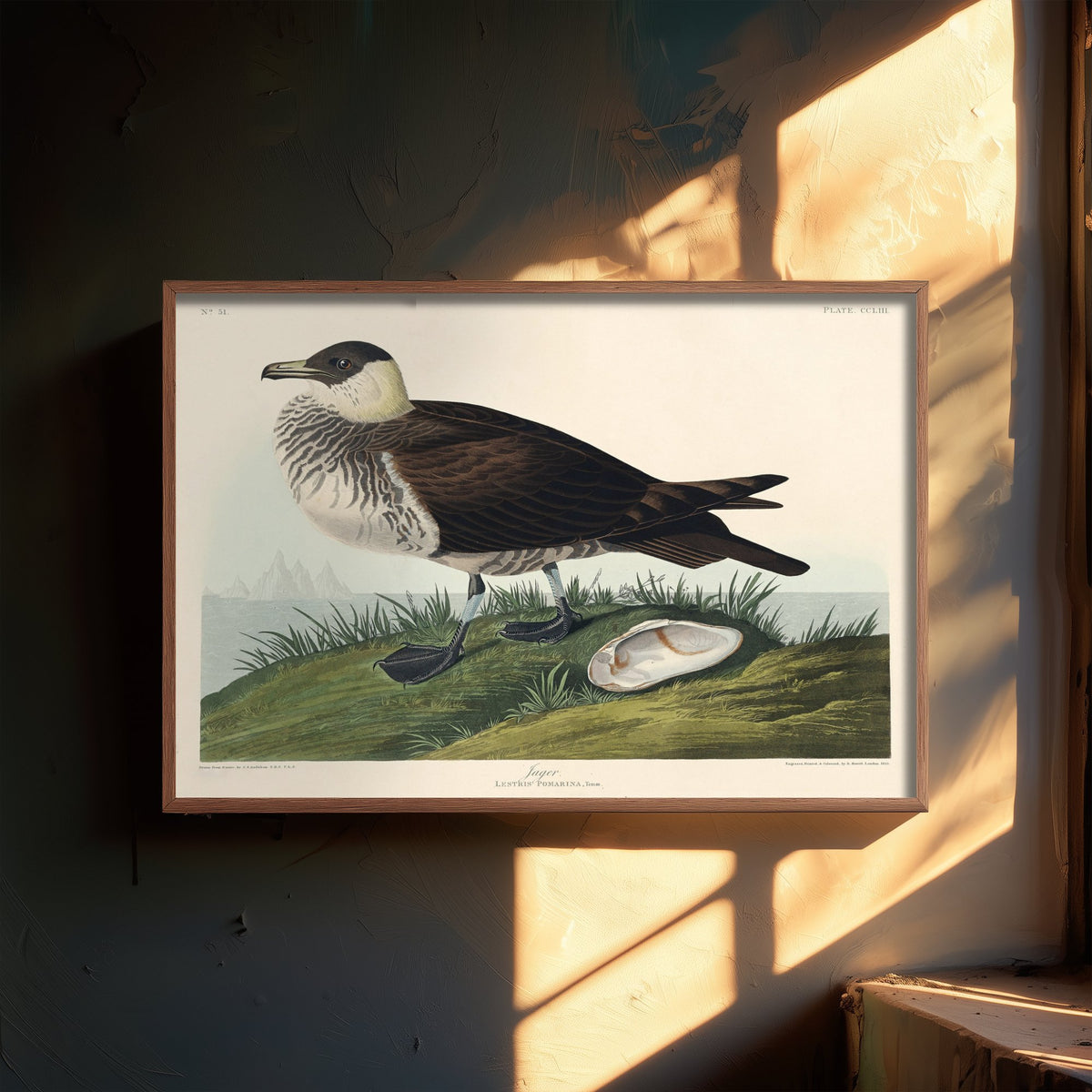 Parasitic Jaeger Art Print - John James Audubon Poster - Birds of America Vintage Illustration