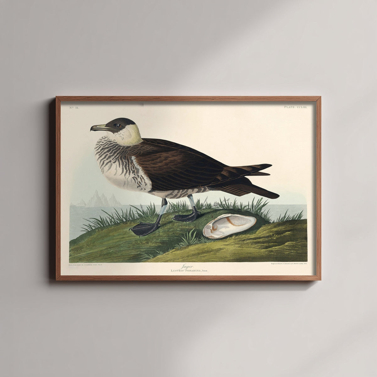 Parasitic Jaeger Art Print - John James Audubon Poster - Birds of America Vintage Illustration