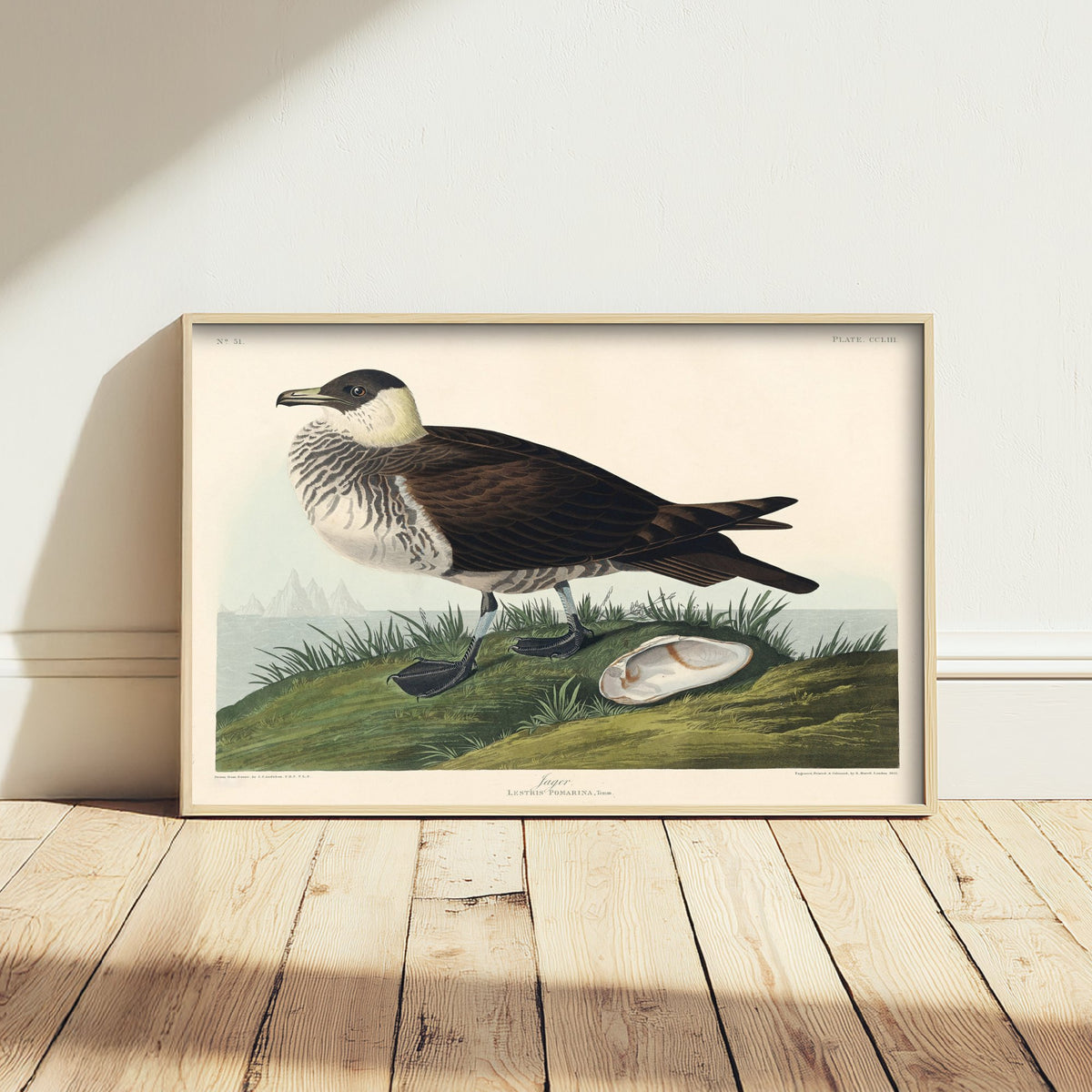 Parasitic Jaeger Art Print - John James Audubon Poster - Birds of America Vintage Illustration