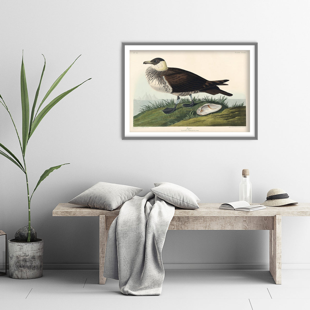 Parasitic Jaeger Art Print - John James Audubon Poster - Birds of America Vintage Illustration