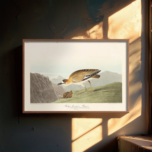 Mountain Plover Art Print - John James Audubon Poster - Birds of America Vintage Illustration