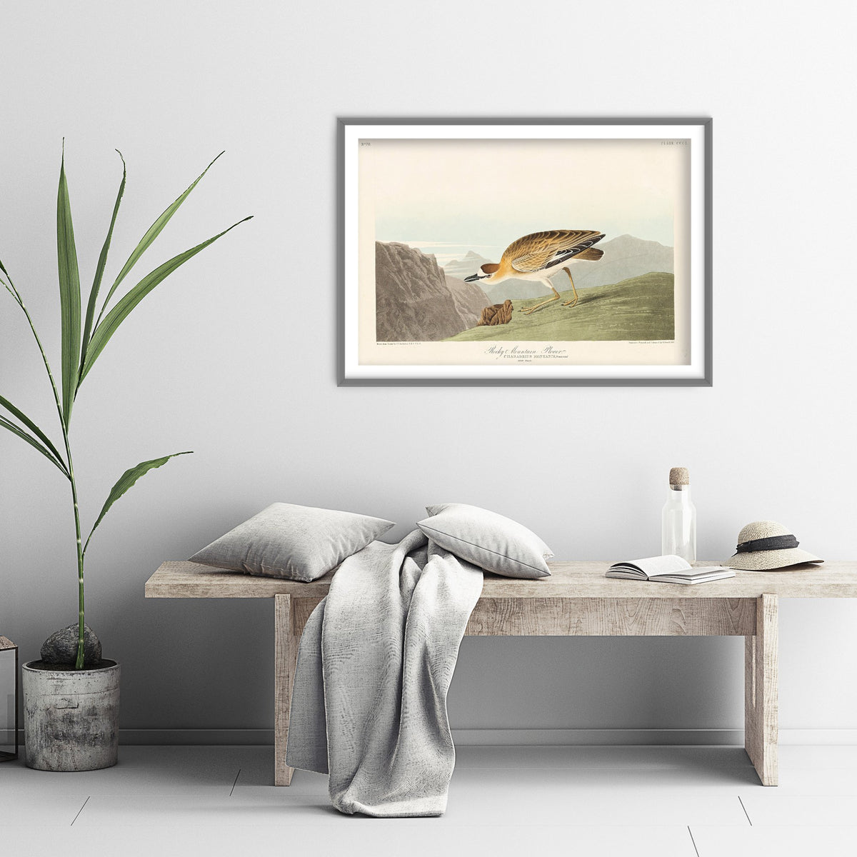 Mountain Plover Art Print - John James Audubon Poster - Birds of America Vintage Illustration