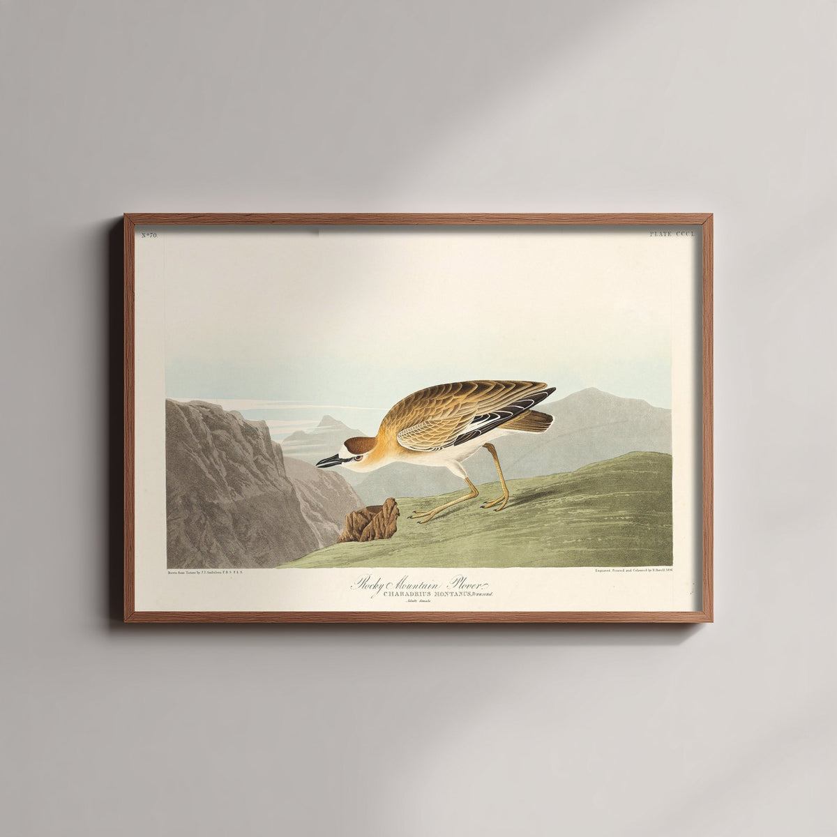 Mountain Plover Art Print - John James Audubon Poster - Birds of America Vintage Illustration