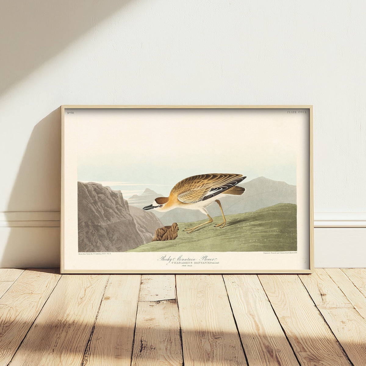Mountain Plover Art Print - John James Audubon Poster - Birds of America Vintage Illustration