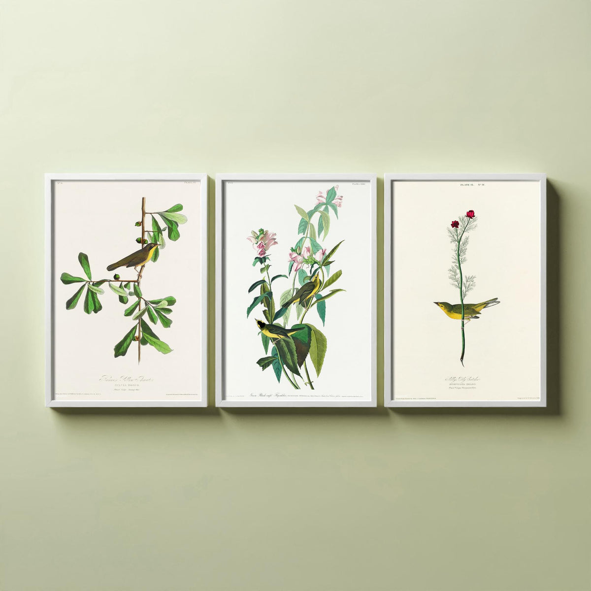 Set of Three John James Audubon Prints - Roscoe's Yellow Throat Green and Selby's Flycatcher - 3 Bird Paintings Poster Wall Art Gift