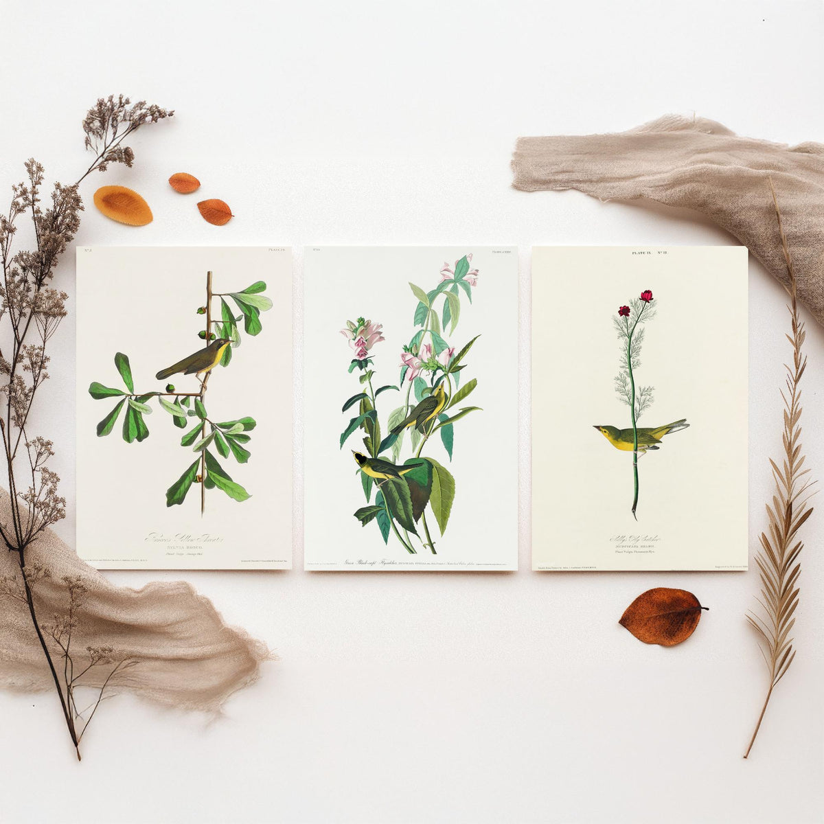 Set of Three John James Audubon Prints - Roscoe's Yellow Throat Green and Selby's Flycatcher - 3 Bird Paintings Poster Wall Art Gift
