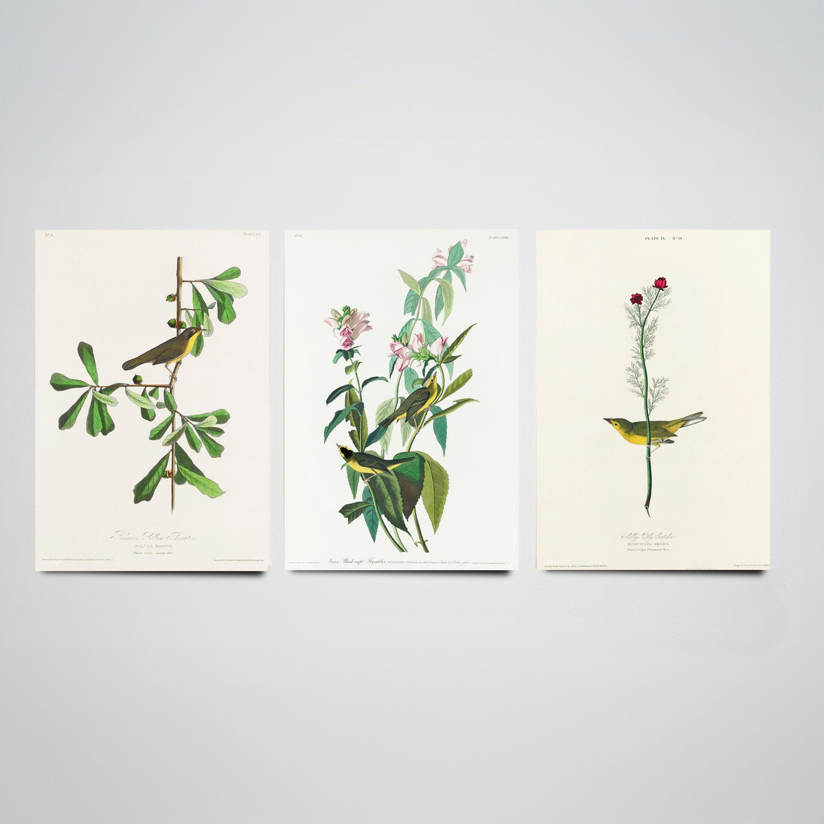 Set of Three John James Audubon Prints - Roscoe's Yellow Throat Green and Selby's Flycatcher - 3 Bird Paintings Poster Wall Art Gift