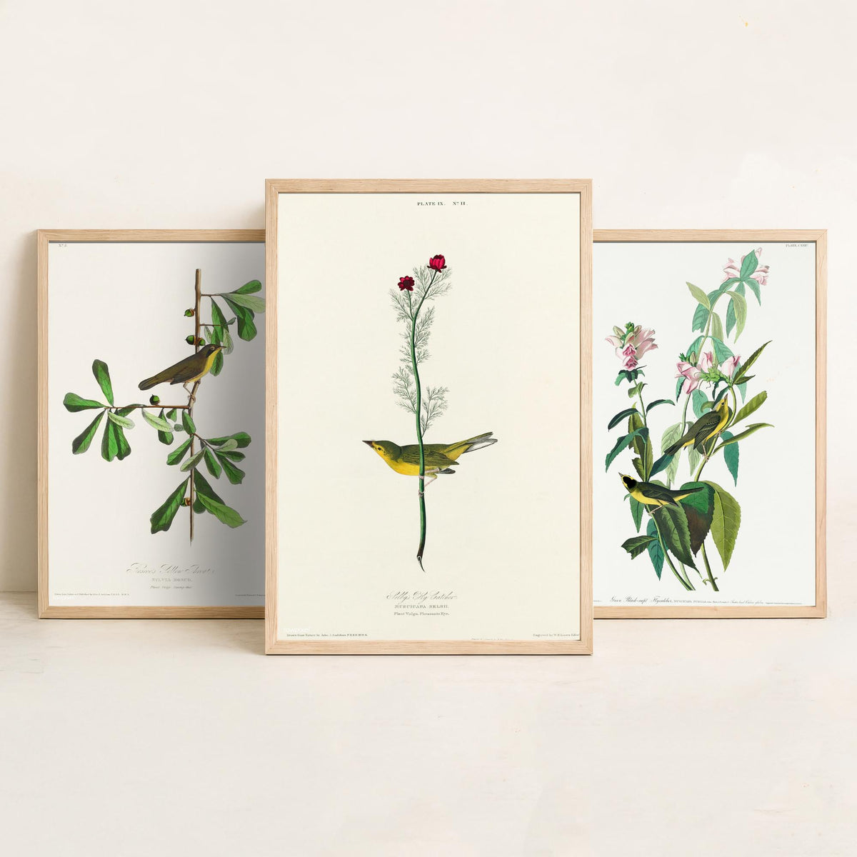 Set of Three John James Audubon Prints - Roscoe's Yellow Throat Green and Selby's Flycatcher - 3 Bird Paintings Poster Wall Art Gift