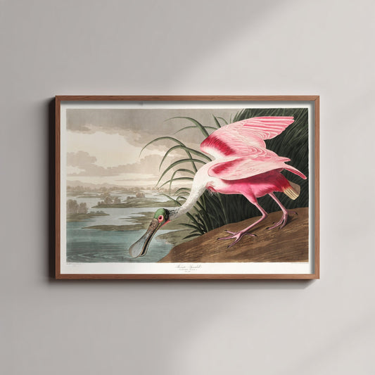 Roseate Spoonbill Art Print - John James Audubon Birds of America - Vintage Ornithology Illustration Poster