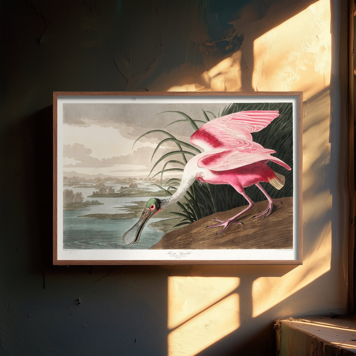 Roseate Spoonbill Art Print - John James Audubon Birds of America - Vintage Ornithology Illustration Poster