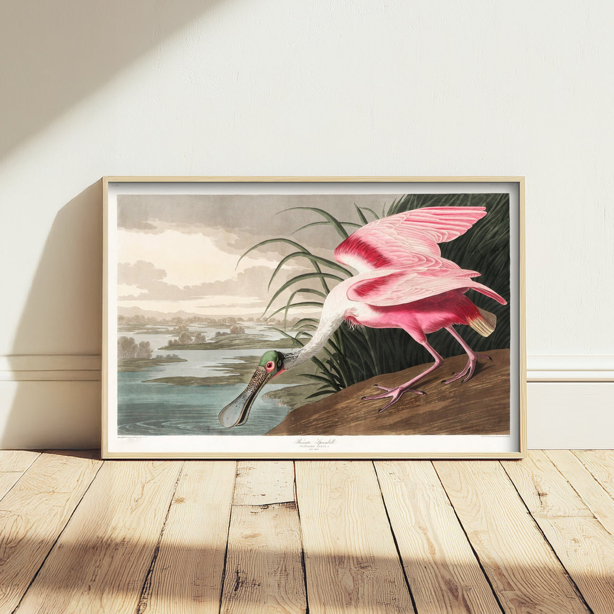 Roseate Spoonbill Art Print - John James Audubon Birds of America - Vintage Ornithology Illustration Poster